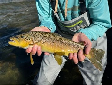 Brown trout caught while fly fishing on the Arkansas River