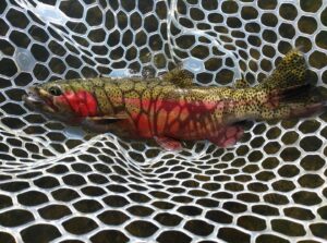 guided fly fishing colorado springs