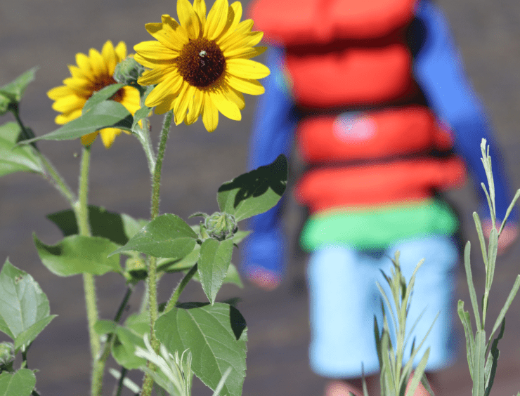 Sunflower in colorado