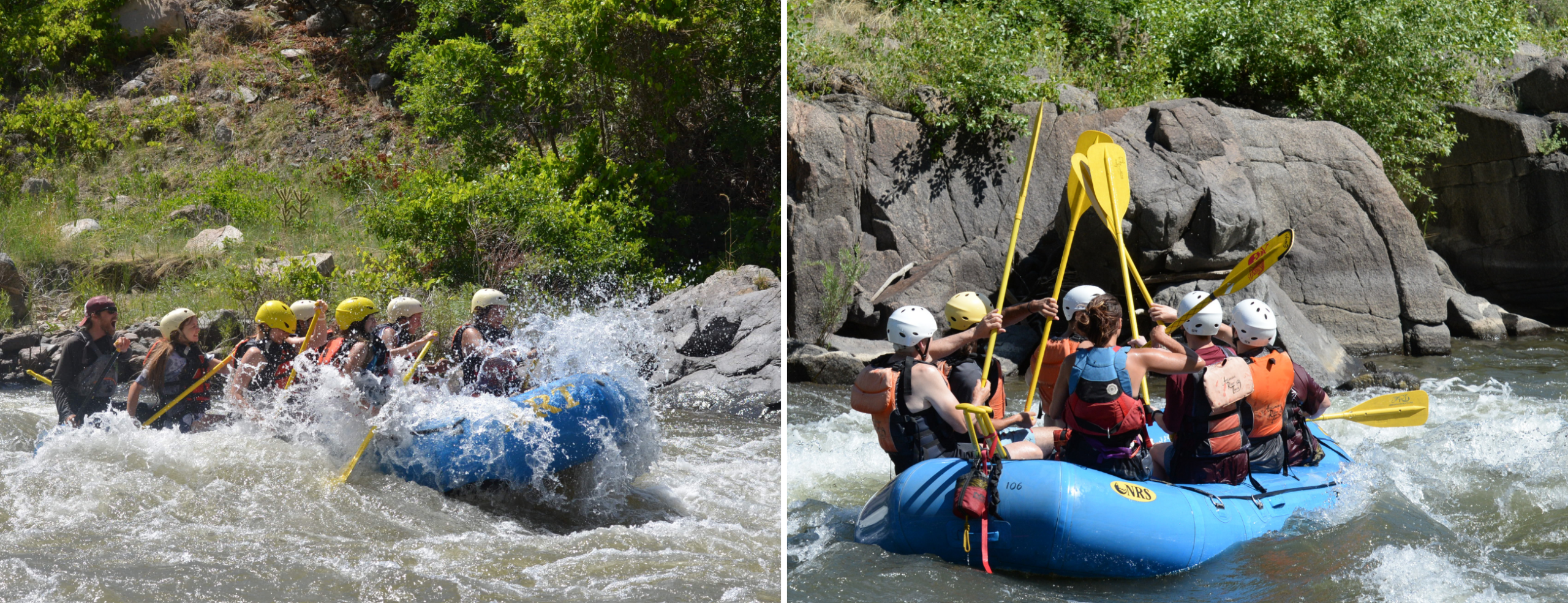 collage of bighorn sheep rafting in colorado
