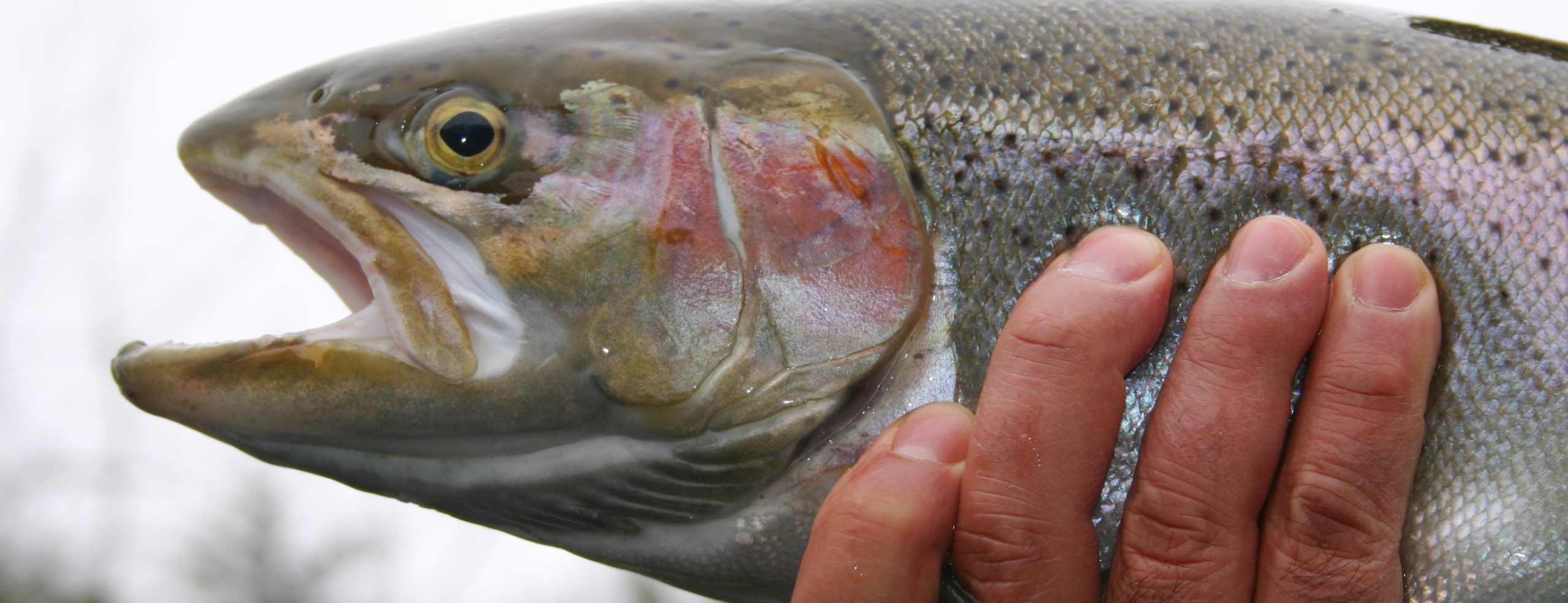 steelhead caught fly fishing